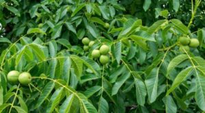 रास्कोटमा ‘एक घर, एक ओखर बिरुवा’ अनिवार्य