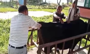 कृत्रिम गर्भाधान गराउने पशुको सङ्ख्या बढ्दो