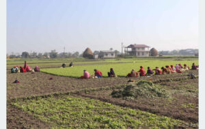 पश्चिम चितवन गाजरखेतीको ‘हब’