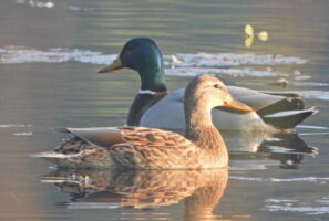 आहारा खोज्दै घोडाघोडी आइपुगे आगन्तुक चरा