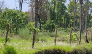 कञ्चनपुरको सामुदायिक वनमा तीन वर्षपछि वनपैदावार सङ्कलन