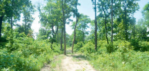 सामुदायिक वनलाई उत्पादनसँग जोड्न निउरो, सिस्नो र बाँको खेती