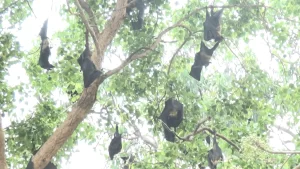 बागमतीमा चिउरी र चमेरो संरक्षण कार्यक्रम