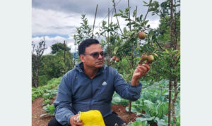 जुम्लाका किसान स्याउका बगैँचा काँटछाँट तथा बगैँचा व्यवस्थापन गर्न व्यस्त