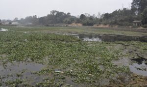 जलकुम्भीले खोस्यो टरुवा तालको सौन्दर्य