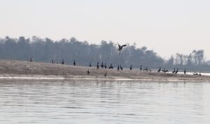 नारायणी नदी क्षेत्रमा ४१ प्रजातिका जलपक्षी भेटिए