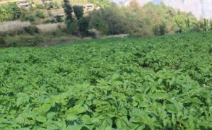म्याग्दीका किसान आलु खेतीतर्फ आकर्षित