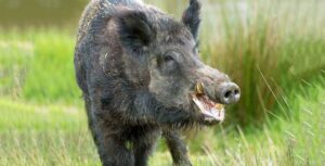 जङ्गली बँदेलको आक्रमणबाट एकको मृत्यु, एक घाइते