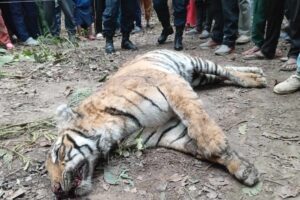 दुर्लभ पाटे बाघ मृत भेटियो