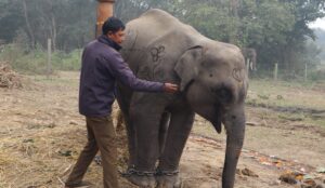शुक्लाफाँटाको गजराज ‘शेषचन्द्र’ले अब पर्यटक घुमाउने