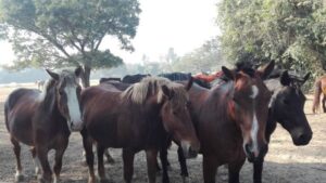 घोडा प्रजनन केन्द्र स्थानान्तरण गर्ने तयारी