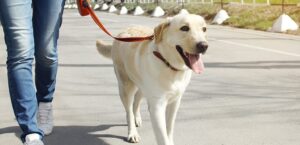 घरपालुवा कुकुरलाई सार्वजनिक स्थानमा शौच गराउनेलाई कारबाही