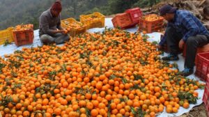 नगदेबालीका रुपमा दरिदै फलफूल खेती