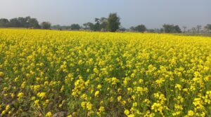 दाङमा तोरीखेतीको क्षेत्रफल र उत्पादन बढ्दै