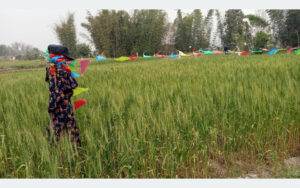 वन्यजन्तुबाट बाली जोगाउन ‘धुवाँ’ र ‘बिजुली’