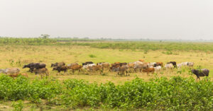 अर्ना र हात्तीको हैरानी धेरै, एक करोड राहत वितरण