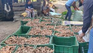 उदयपुरको सिद्धिपुरबाट दुई करोड मूल्य बराबरको बेसार बिक्री