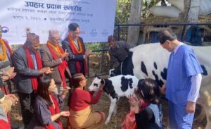 कोरिया–नेपाल मोडेल डेरी भिलेज उद्घाटन, होलिस्टाइन जातको बाच्छी हस्तान्तरण
