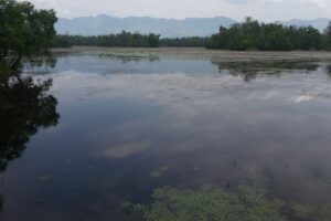 अत्यधिक दोहनले सङ्कटमा सिमसार