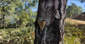सल्लाको खोटोबाट आम्दानी