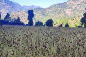 रैथाने बाली जोगाउँदै मकवानपुरका स्थानीय तह