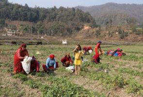 चिस्यान केन्द्र बनेपछि आलु भण्डारणमा सहज