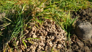 कर्णालीबाट ३६५ मेट्रिक टन सुकाएको अदुवा–बेसार युरोप निर्यात