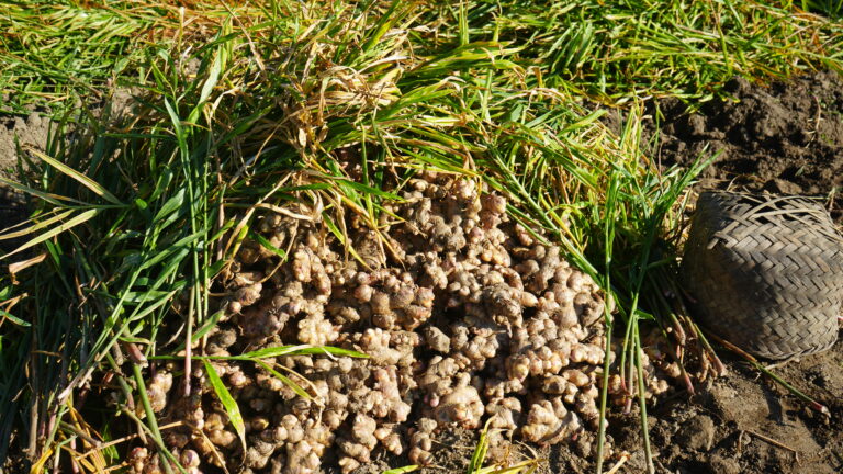 कर्णालीबाट ३६५ मेट्रिक टन सुकाएको अदुवा–बेसार युरोप निर्यात