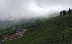सूर्योदय नगरपालिकामा प्राङ्गारिक चियाखेती अभियान