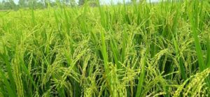बाँकेमा धान उत्पादन बढ्ने प्रक्षेपण
