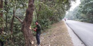 रुख कटानमा झमेला