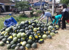 गर्मीसँगै बढ्यो खर्बुजाको व्यापार