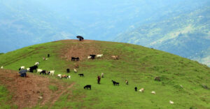 कर्णालीमा ‘बाली र पशुपन्छी विशेष कार्यक्रम’ सुरु