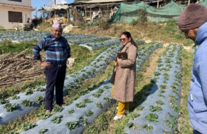 स्ट्रबेरी खेतीमा रमाउँदै काभ्रेका मुक्ति
