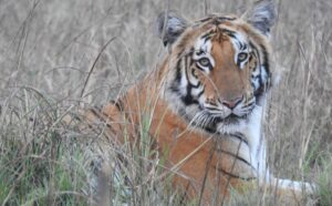 शुक्लाफाँटा निकुञ्ज बाहिर पाटेबाघ, स्थानीय त्रसित