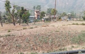 खडेरीले खेतबारीमै सुक्न थाल्यो बाली