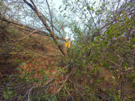 कसले काटिदियो रोशीका ठाकुरानीको करोडौं मूल्यको बुद्धचित्तको बोट ?