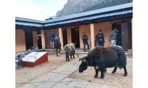 नस्ल सुधारका लागि ल्याइएका याक दुब्लाउँदै गए