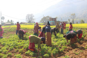 पोखरामा किसानका लागि आइपिएम पाठशाला