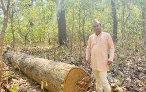सामुदायिक वनमा अवैधरुपमा सालका रुख कटानी