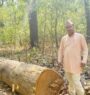 सामुदायिक वनमा अवैधरुपमा सालका रुख कटानी