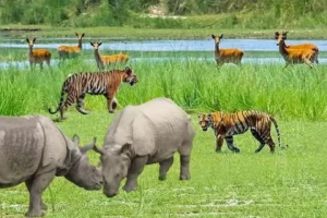 विश्व वन्यजन्तु कोषबाट हिमाली संरक्षण मञ्च पुरस्कृत