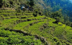म्याग्दीमा नौ सय रोपनी जग्गामा बर्खे आलुखेती