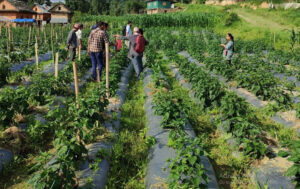 आम्दानीको स्रोत बन्दै बगरखेती