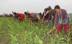 बजेट वक्तव्यः कृषि र ऊर्जासहित पाँच रुपान्तरणकारी क्षेत्र पहिचान