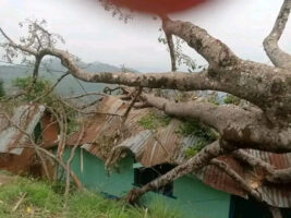 हावाहुरीको कारण रूख ढलेर एक घरमा क्षति