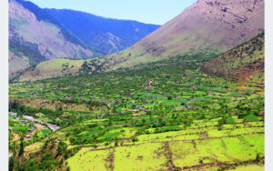 सास्तीमा छन् निसेलढोरवासी