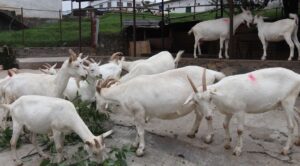 चित्लाङमा दूध दिने बाख्रा विकास गरिँदै