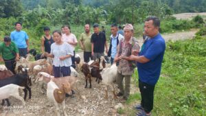 इलामका ग्रामीण किसानलाई उन्नत जातका बाख्रा वितरण