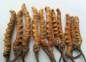 यार्सा सङ्कलनः मुगुमा चारजनाको मृत्यु, एक सिकिस्त